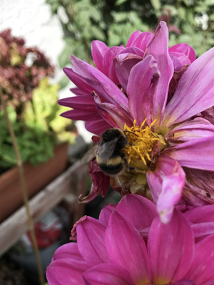 Bee on Dahlia