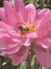 Bee in Dahlia