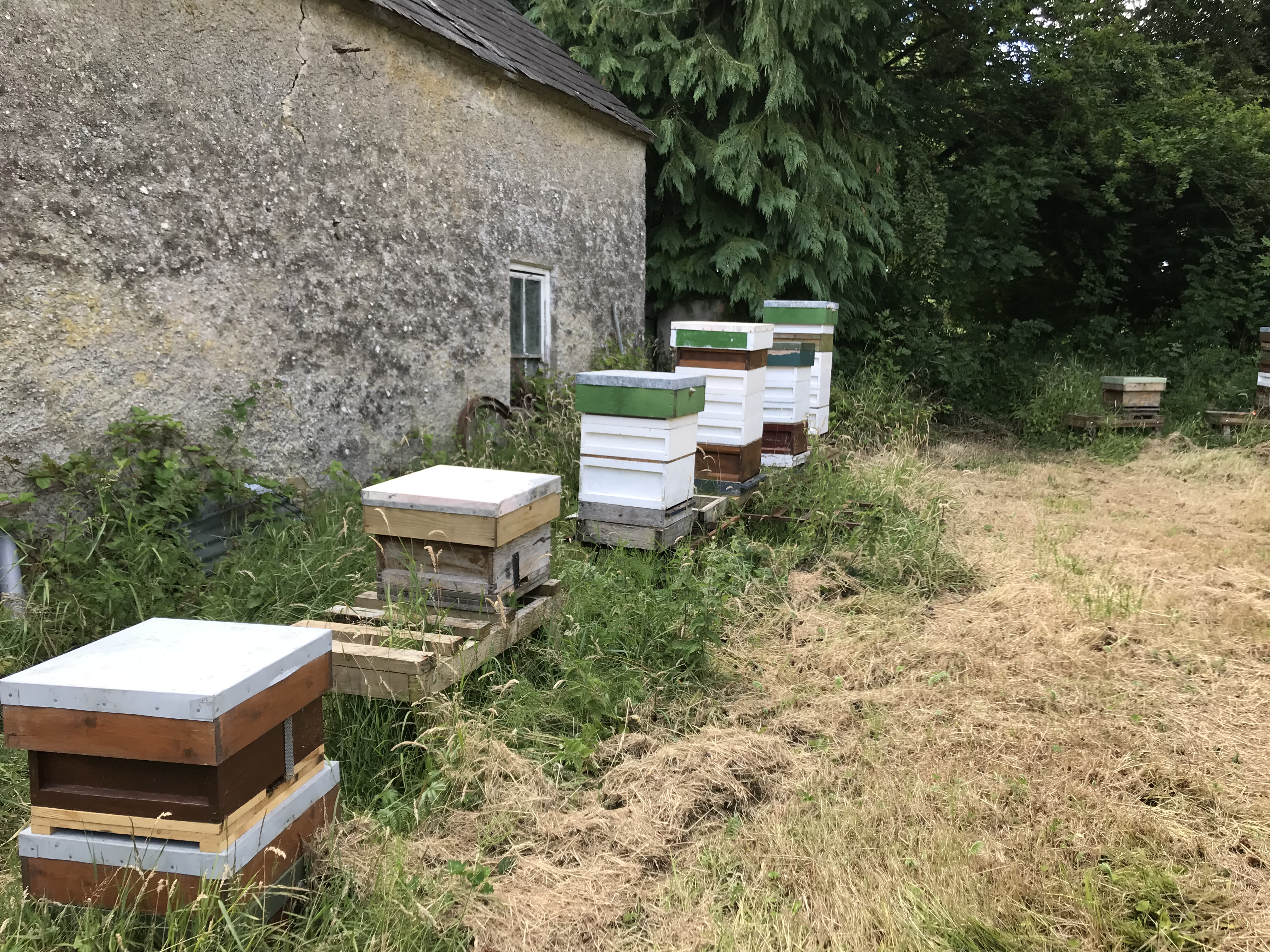 Bee hives lined up
