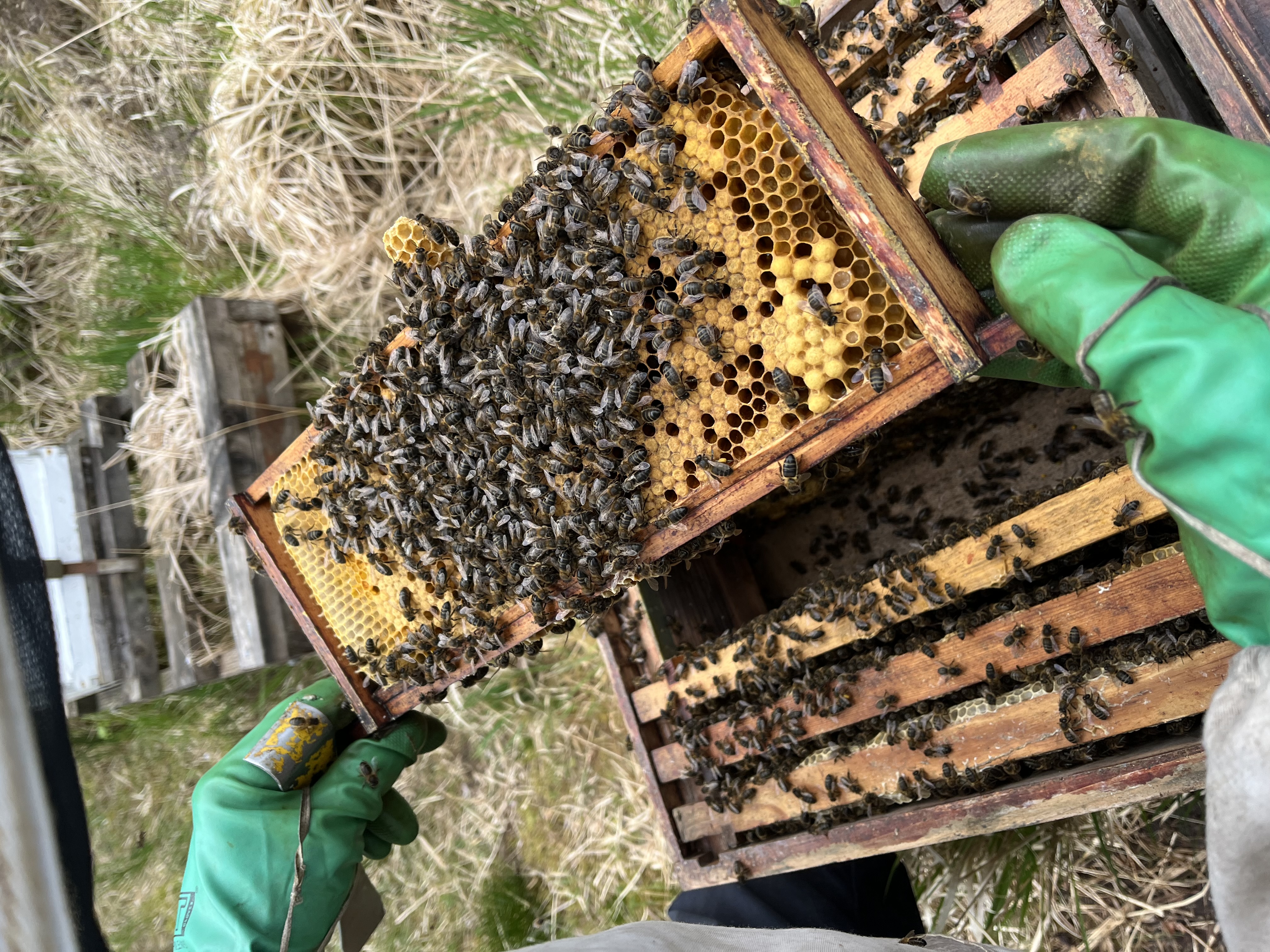 Buzzing Bees